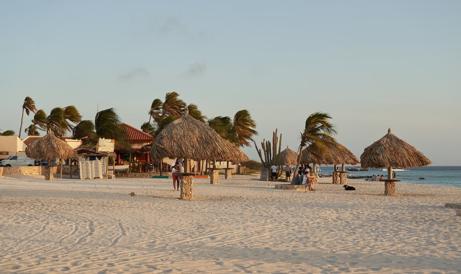 divi trees on Eagle Beach