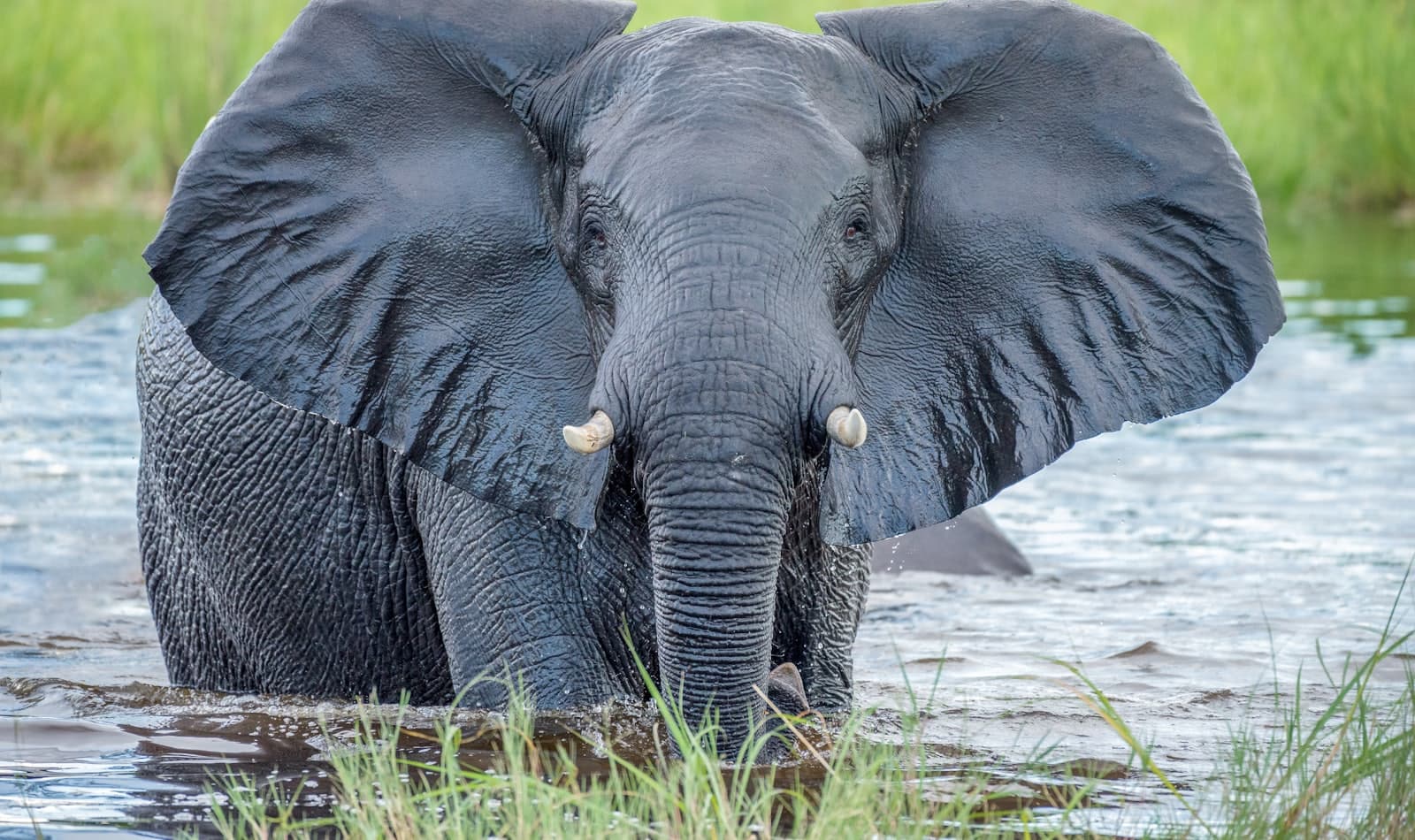 elephants in the Okavango Delta