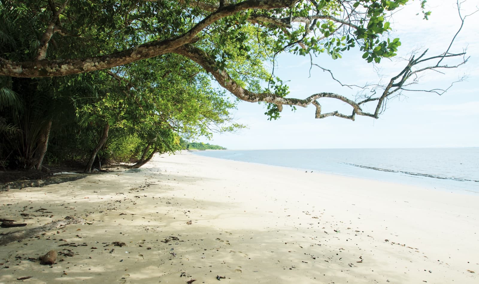 rainforest meets ocean, Loango