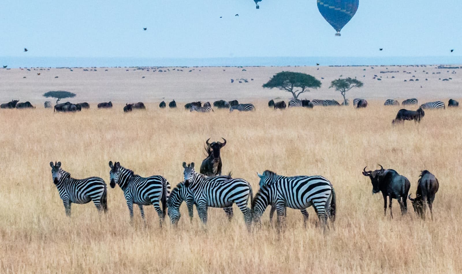the Mara at migration season