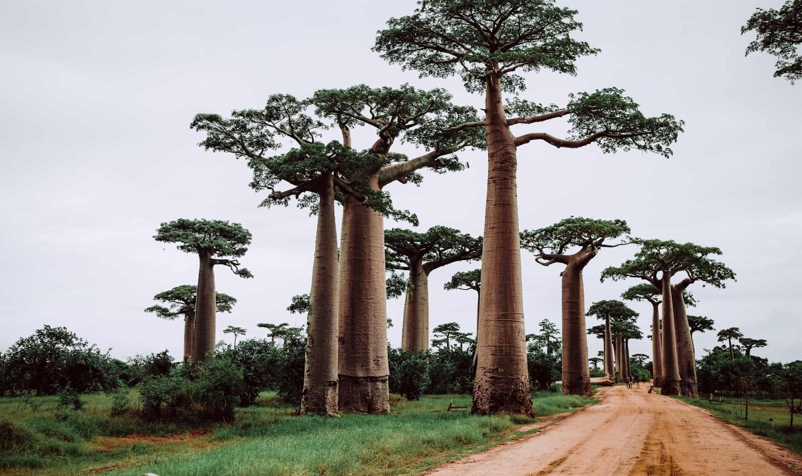 the Avenue of the Baobabs