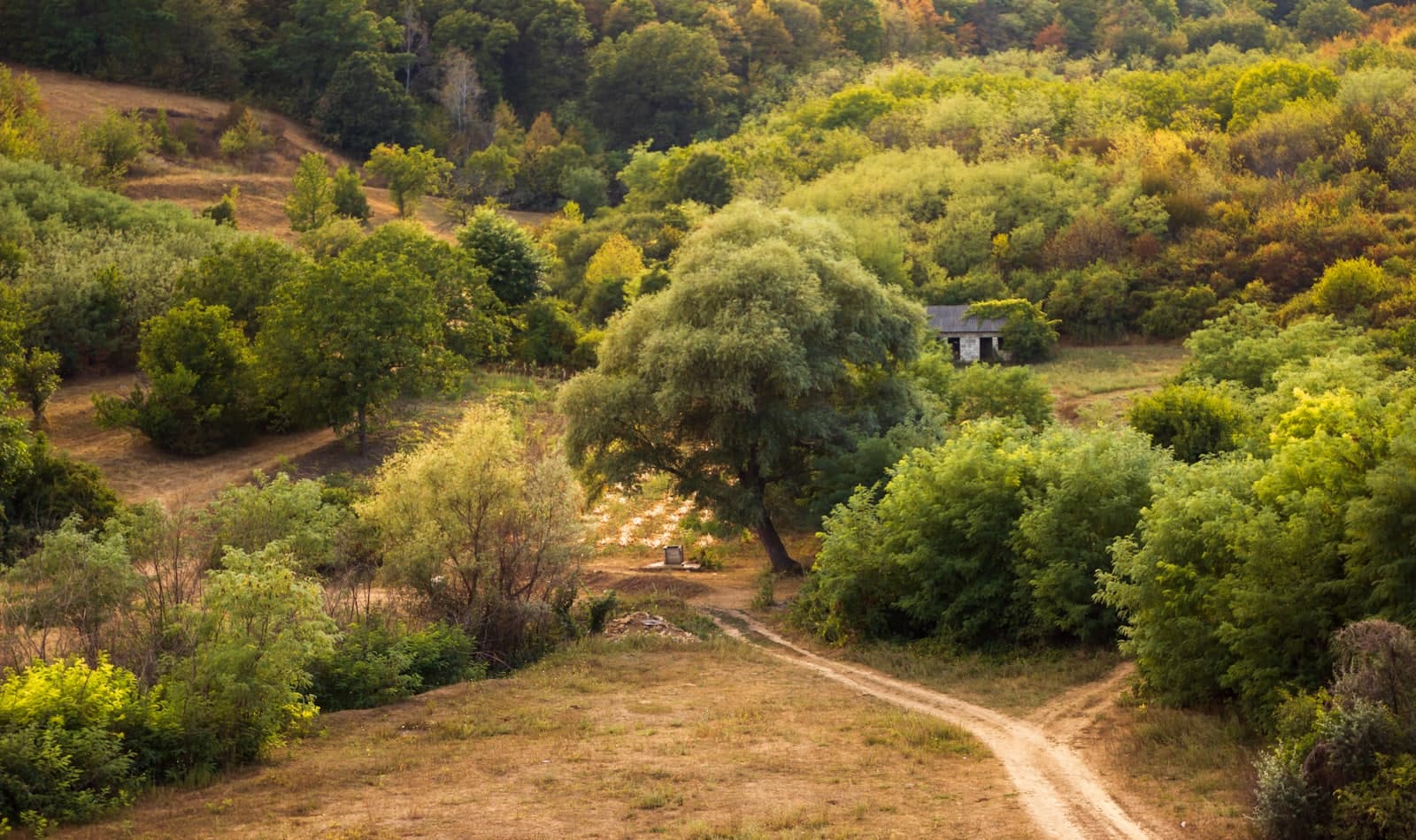 vineyard country near Chișinău