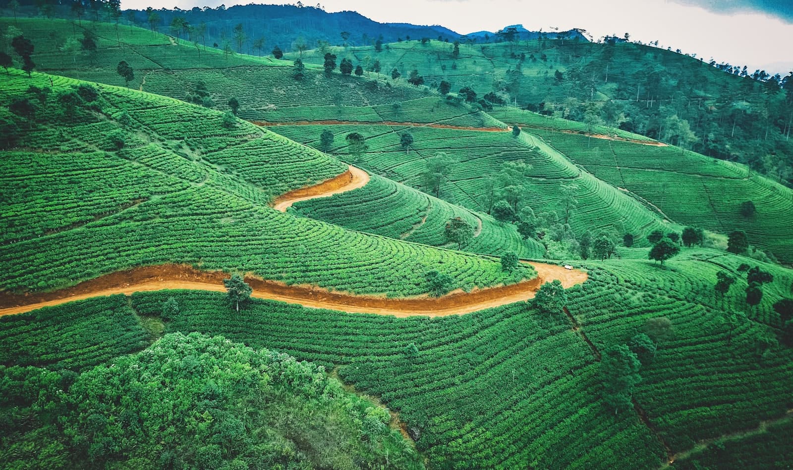 tea country in the hill highlands